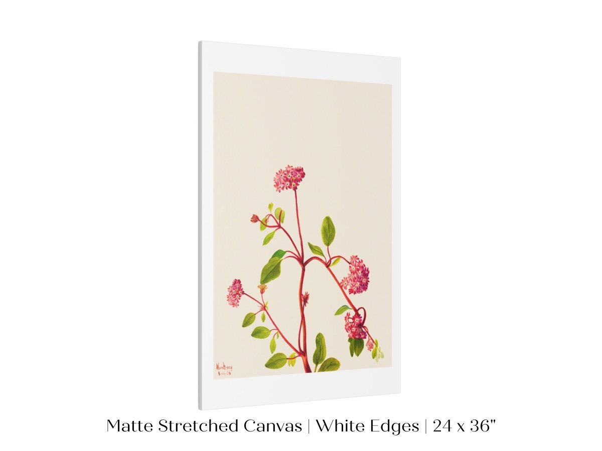 Sand Verbena Illustration | P163 - Single Art Prints - Piccolo Fiore Prints