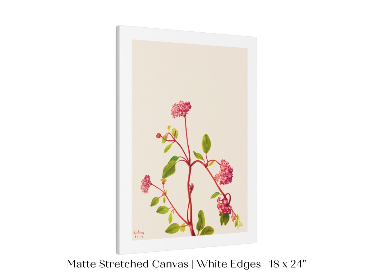 Sand Verbena Illustration | P163 - Single Art Prints - Piccolo Fiore Prints