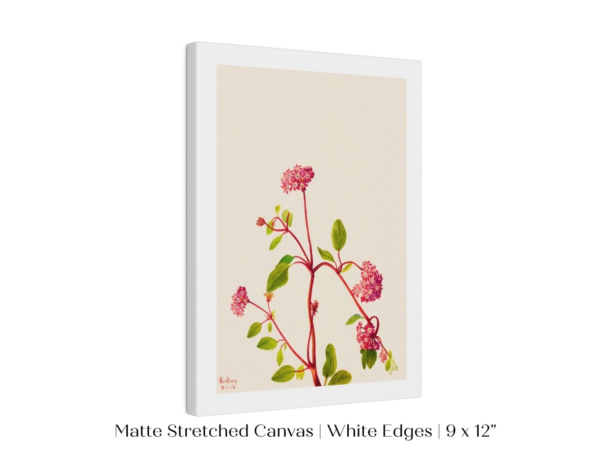 Sand Verbena Illustration | P163 - Single Art Prints - Piccolo Fiore Prints