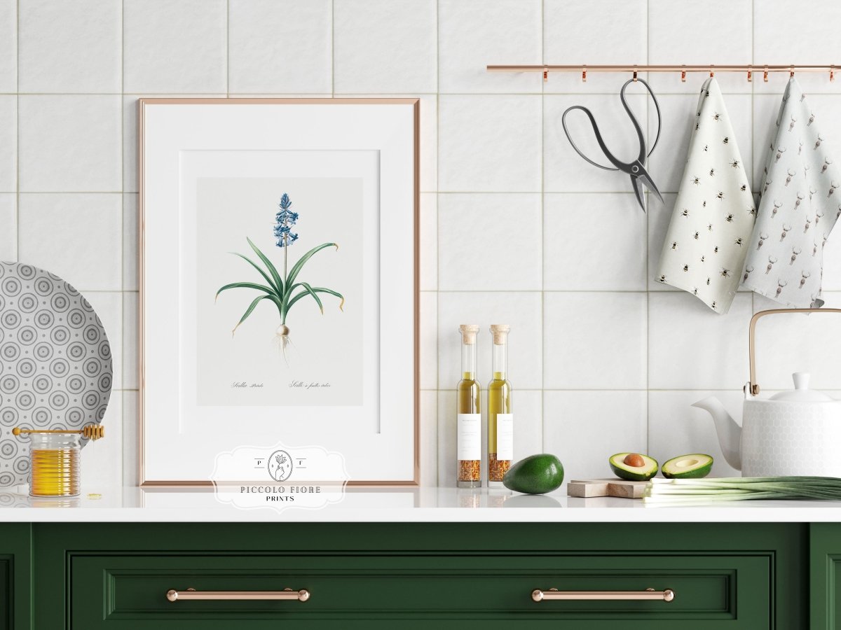 Scilla Patula Lily Illustration | P91 - Single Art Prints - Piccolo Fiore Prints