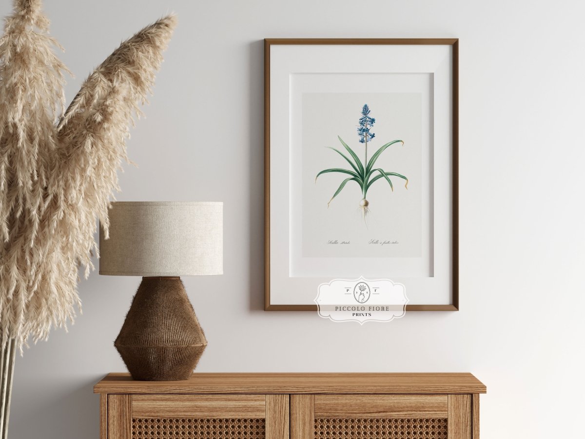 Scilla Patula Lily Illustration | P91 - Single Art Prints - Piccolo Fiore Prints