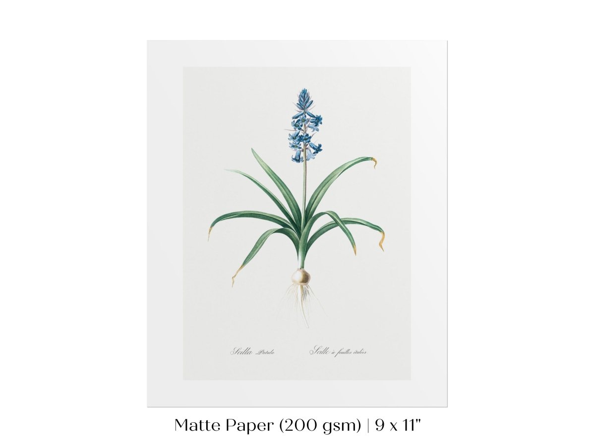 Scilla Patula Lily Illustration | P91 - Single Art Prints - Piccolo Fiore Prints