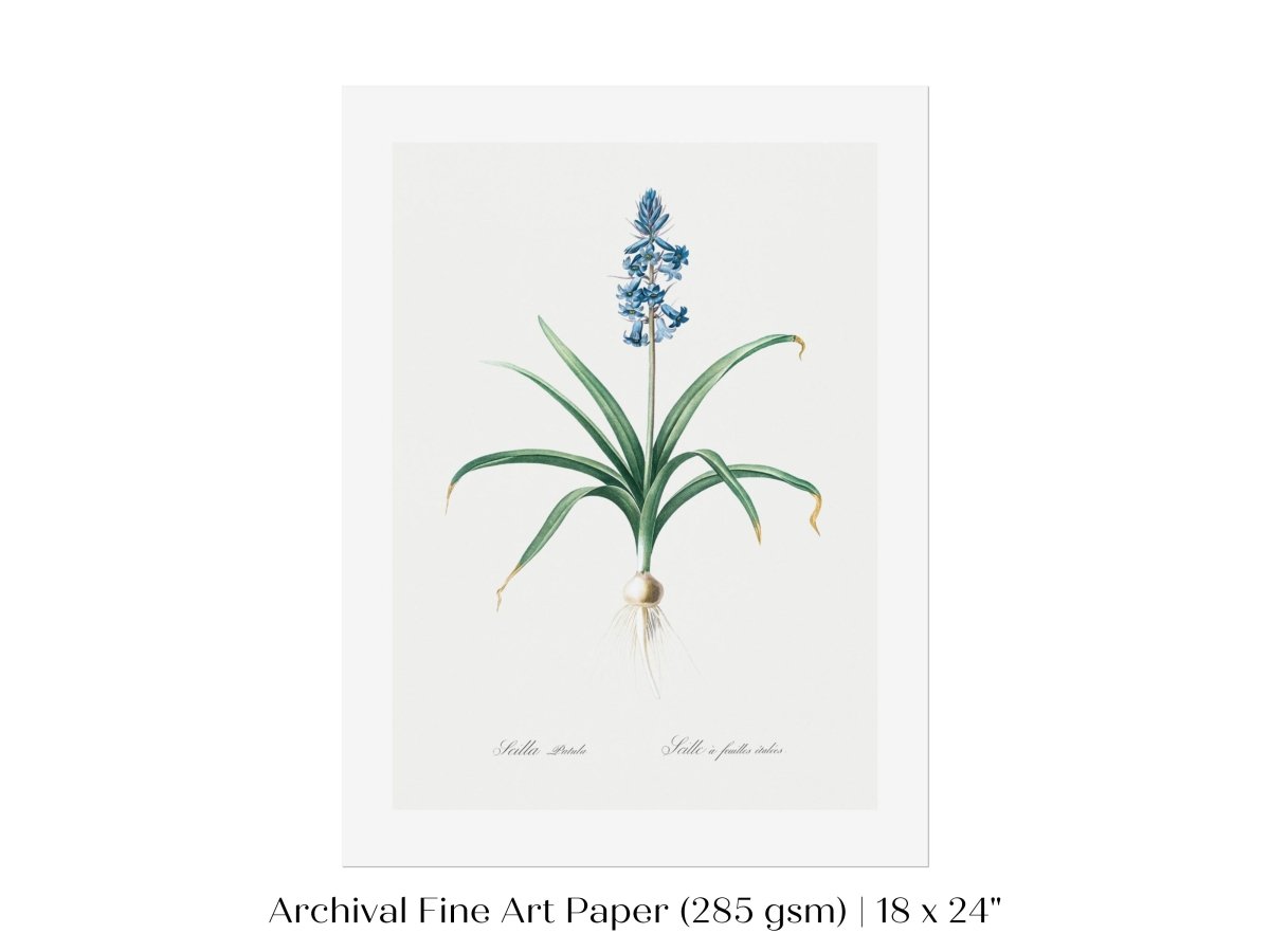 Scilla Patula Lily Illustration | P91 - Single Art Prints - Piccolo Fiore Prints