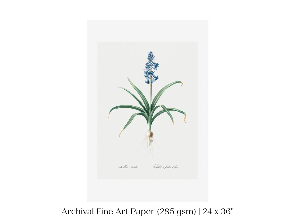 Scilla Patula Lily Illustration | P91 - Single Art Prints - Piccolo Fiore Prints