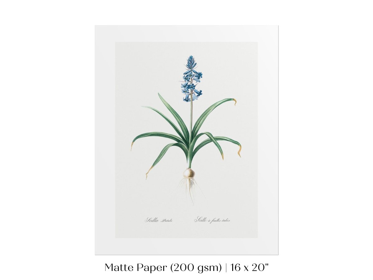 Scilla Patula Lily Illustration | P91 - Single Art Prints - Piccolo Fiore Prints