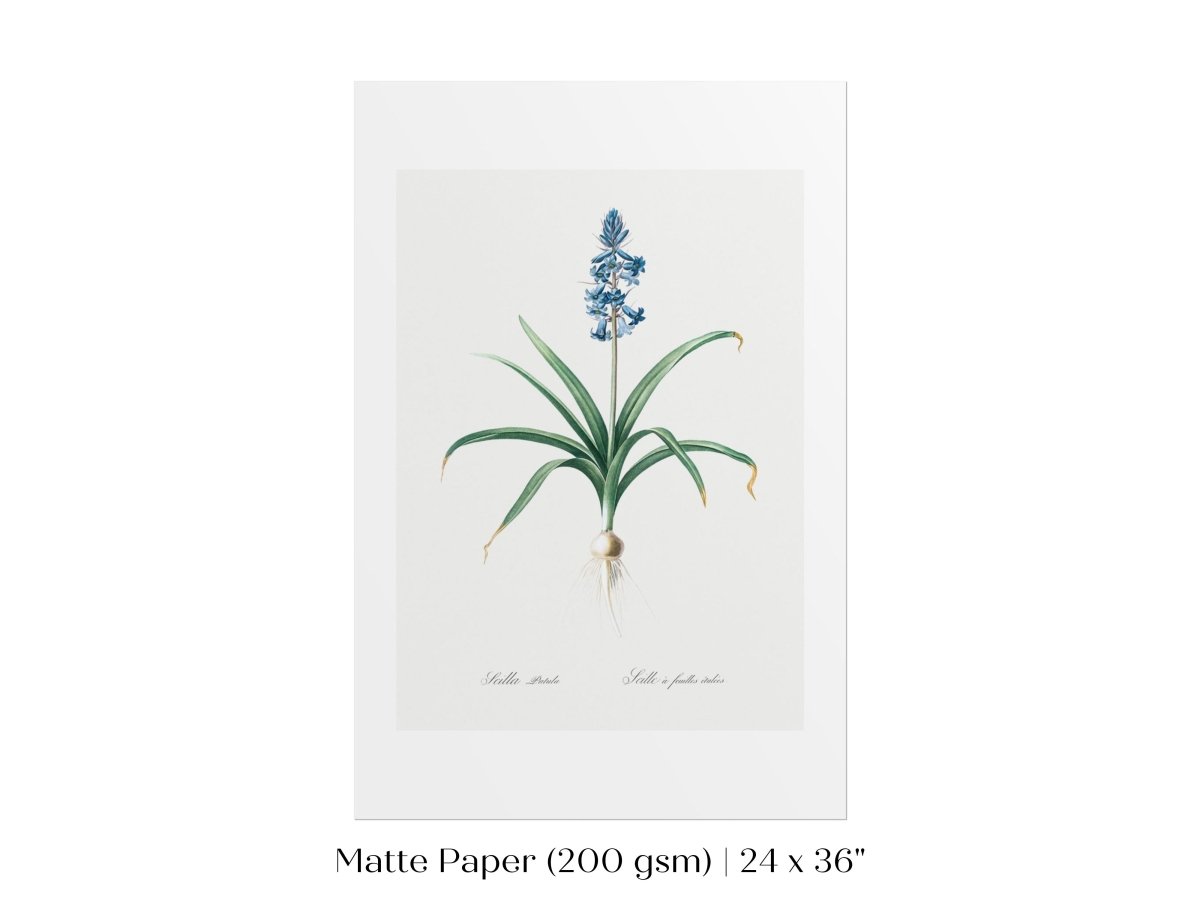 Scilla Patula Lily Illustration | P91 - Single Art Prints - Piccolo Fiore Prints