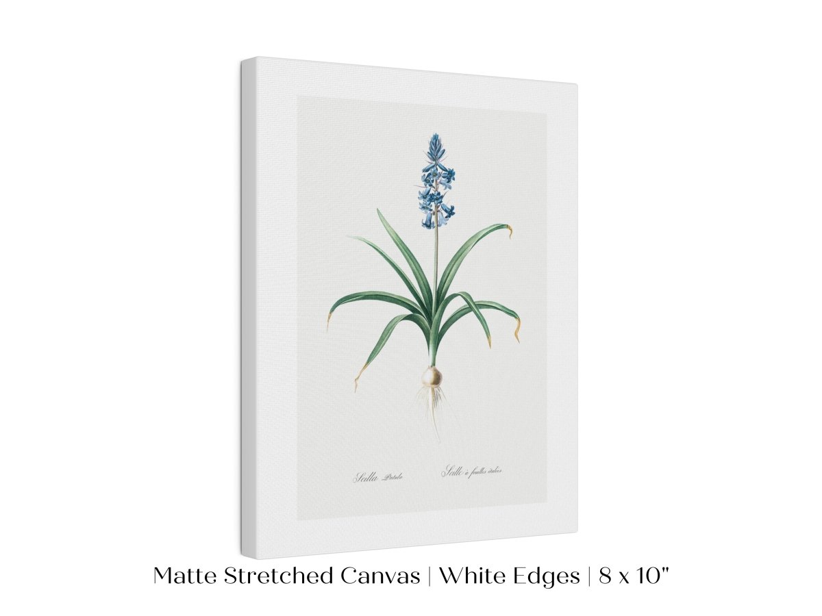 Scilla Patula Lily Illustration | P91 - Single Art Prints - Piccolo Fiore Prints