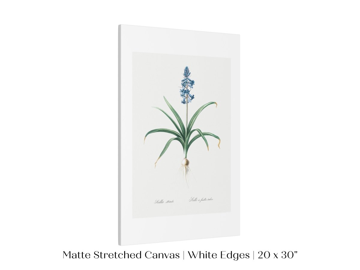 Scilla Patula Lily Illustration | P91 - Single Art Prints - Piccolo Fiore Prints