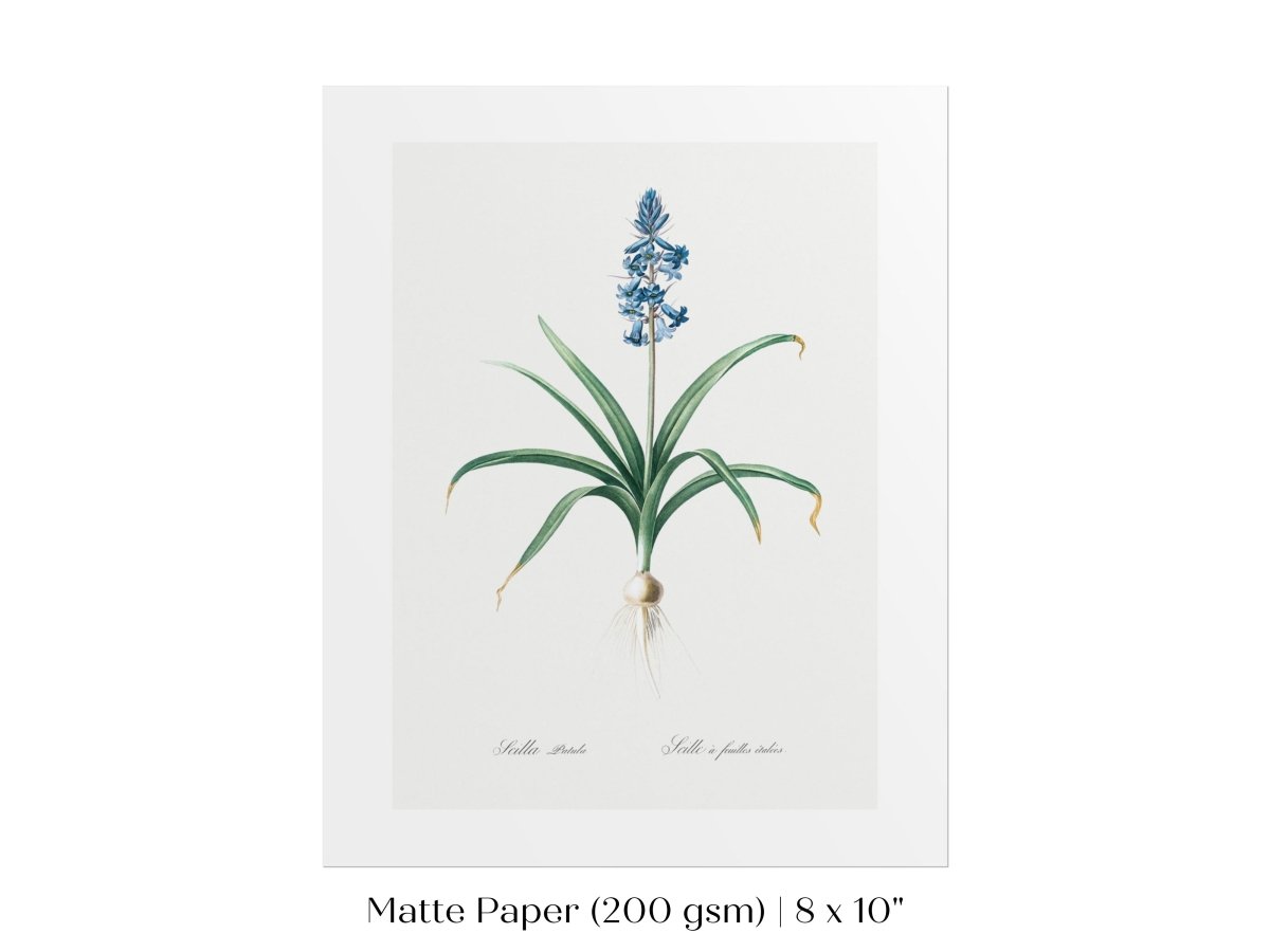 Scilla Patula Lily Illustration | P91 - Single Art Prints - Piccolo Fiore Prints