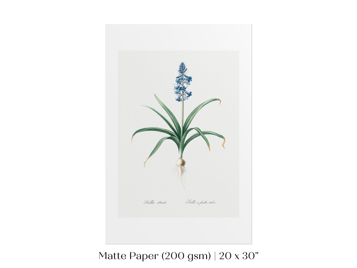 Scilla Patula Lily Illustration | P91 - Single Art Prints - Piccolo Fiore Prints