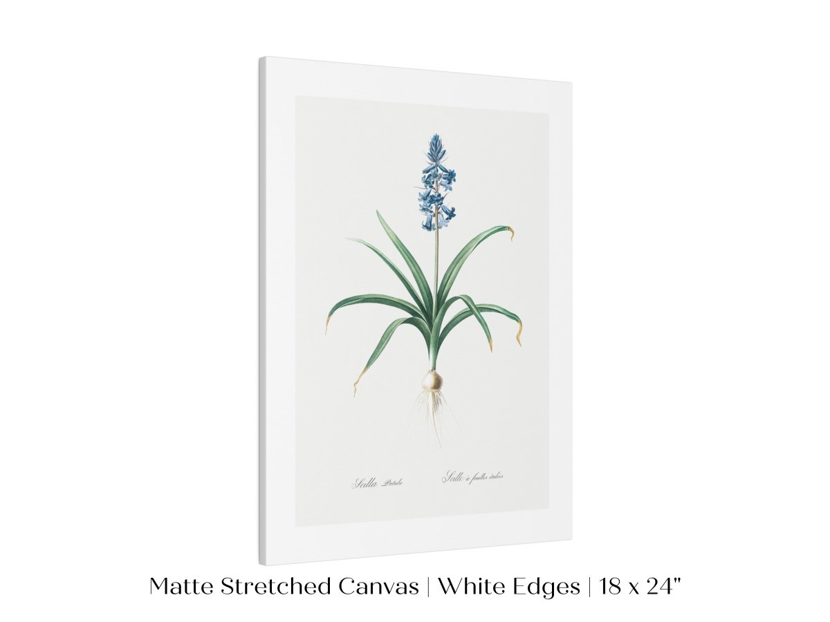 Scilla Patula Lily Illustration | P91 - Single Art Prints - Piccolo Fiore Prints