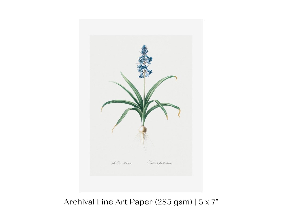 Scilla Patula Lily Illustration | P91 - Single Art Prints - Piccolo Fiore Prints