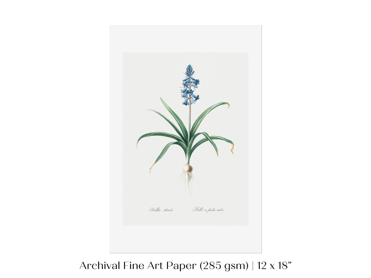 Scilla Patula Lily Illustration | P91 - Single Art Prints - Piccolo Fiore Prints