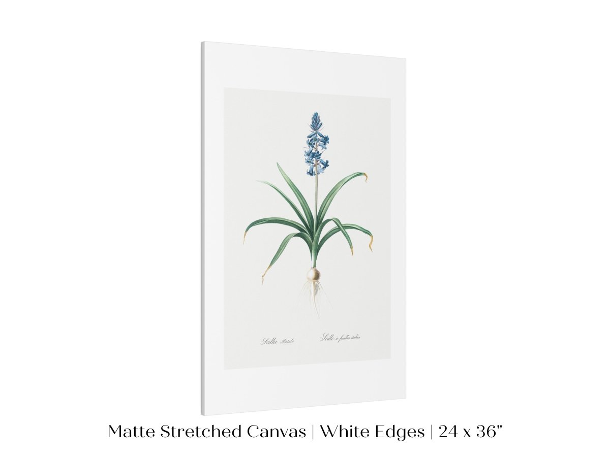 Scilla Patula Lily Illustration | P91 - Single Art Prints - Piccolo Fiore Prints