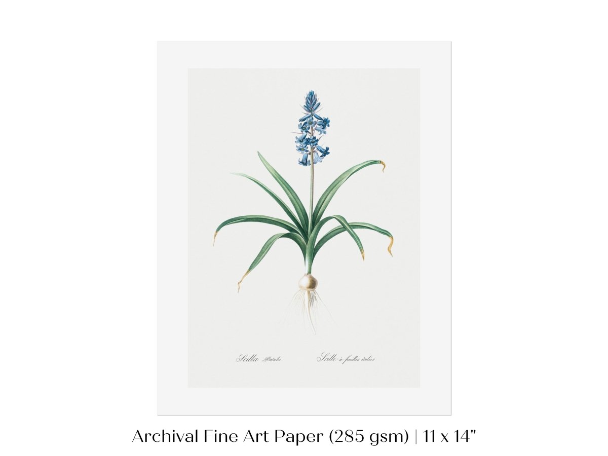Scilla Patula Lily Illustration | P91 - Single Art Prints - Piccolo Fiore Prints