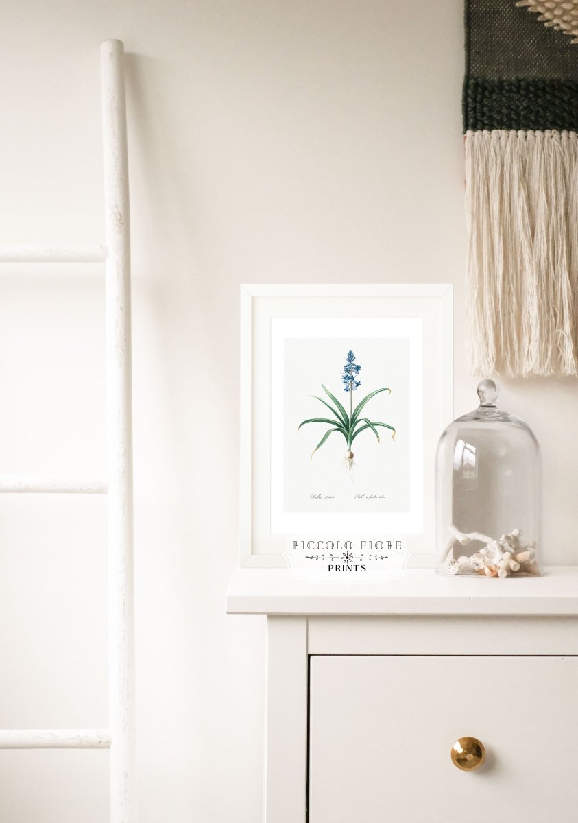 Scilla Patula Lily Illustration | P91 - Single Art Prints - Piccolo Fiore Prints