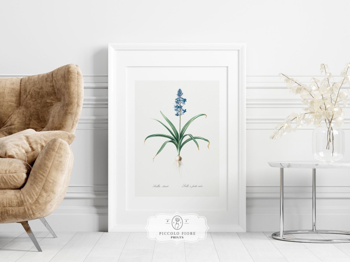 Scilla Patula Lily Illustration | P91 - Single Art Prints - Piccolo Fiore Prints