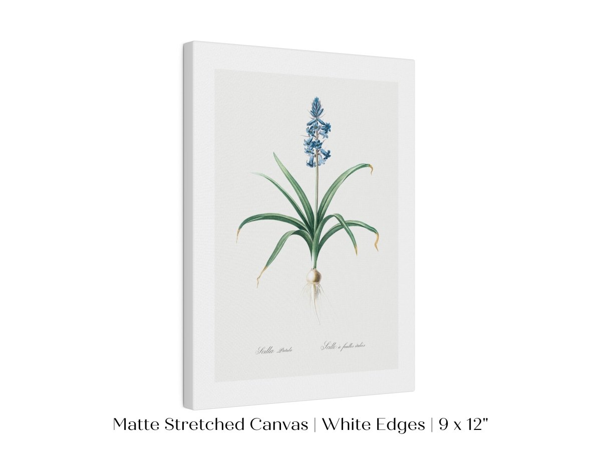 Scilla Patula Lily Illustration | P91 - Single Art Prints - Piccolo Fiore Prints