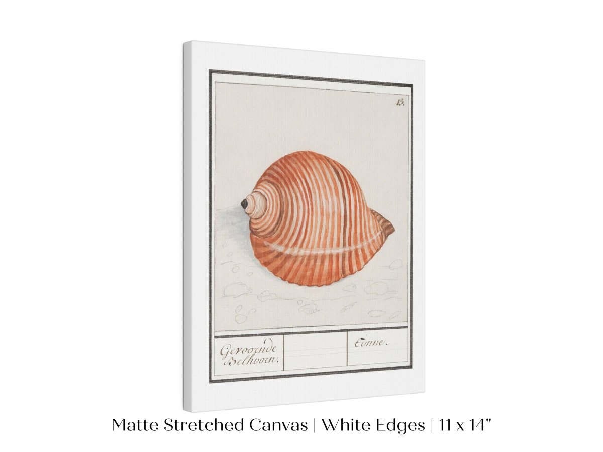 Sea Snail | P262 - Single Art Prints - Piccolo Fiore Prints