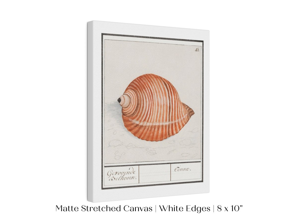Sea Snail | P262 - Single Art Prints - Piccolo Fiore Prints
