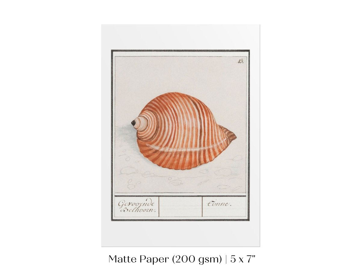 Sea Snail | P262 - Single Art Prints - Piccolo Fiore Prints