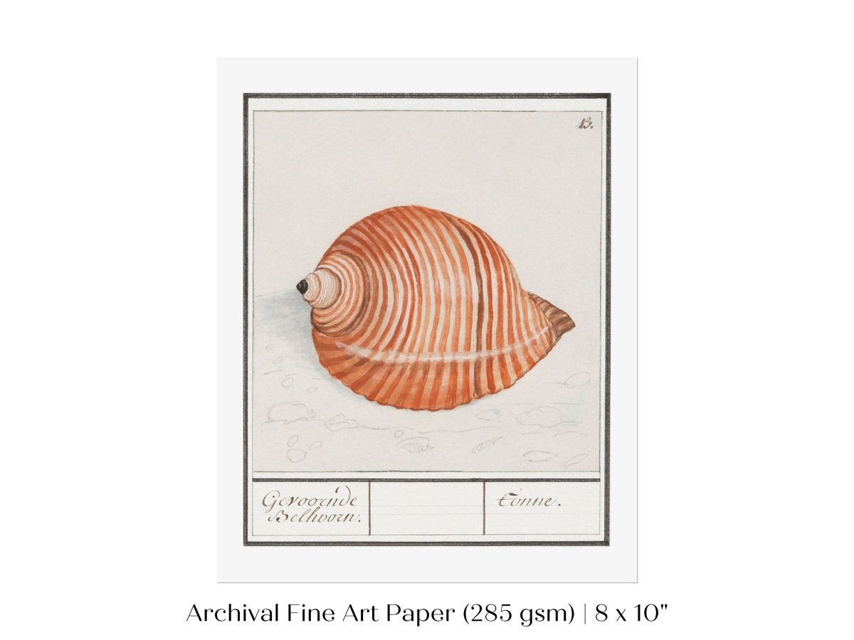 Sea Snail | P262 - Single Art Prints - Piccolo Fiore Prints