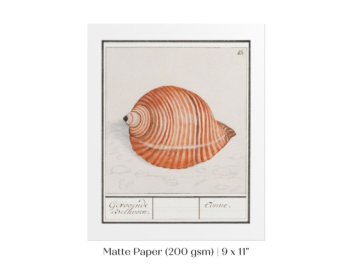 Sea Snail | P262 - Single Art Prints - Piccolo Fiore Prints