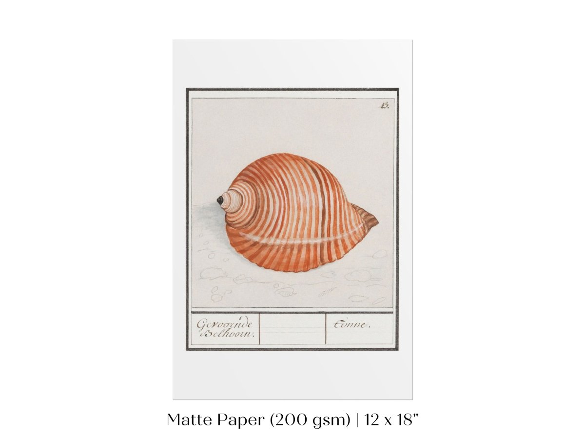 Sea Snail | P262 - Single Art Prints - Piccolo Fiore Prints