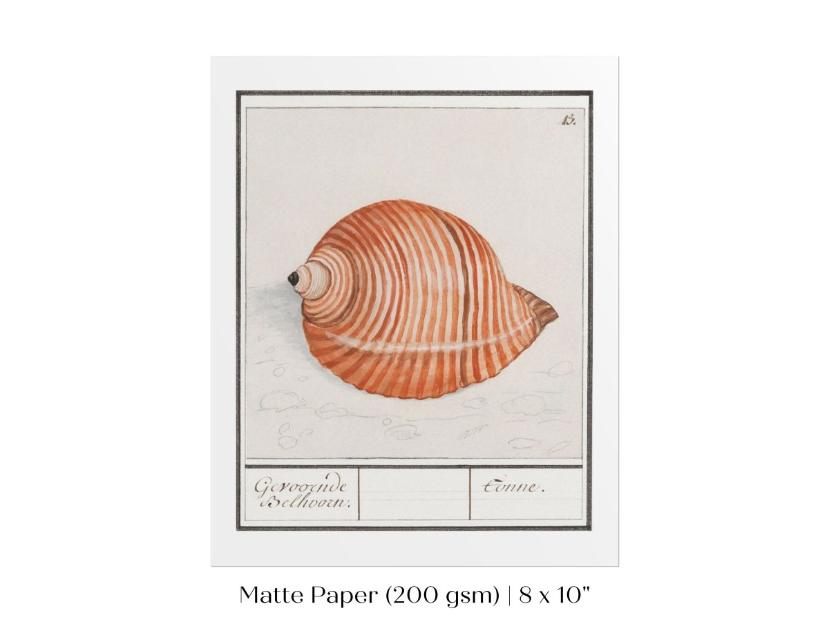 Sea Snail | P262 - Single Art Prints - Piccolo Fiore Prints