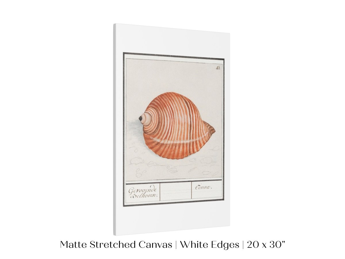 Sea Snail | P262 - Single Art Prints - Piccolo Fiore Prints
