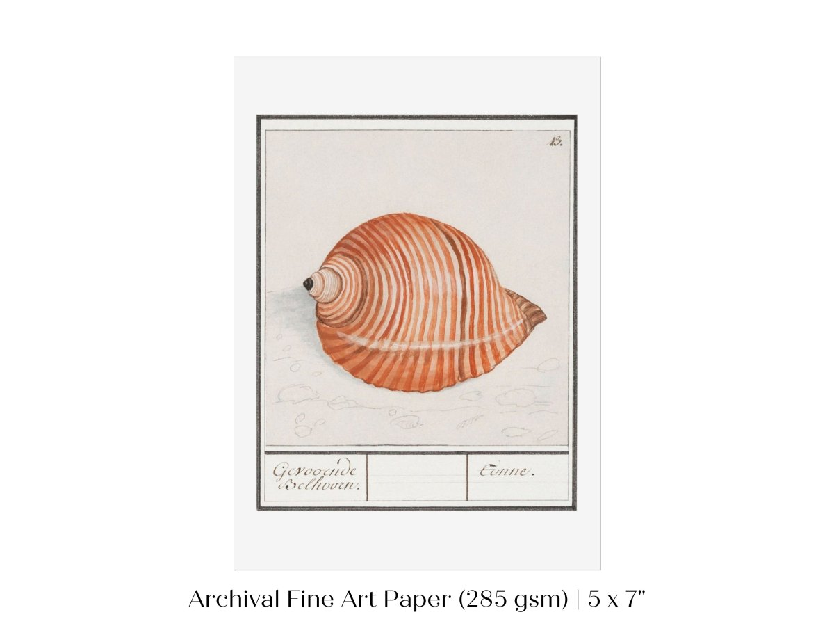 Sea Snail | P262 - Single Art Prints - Piccolo Fiore Prints