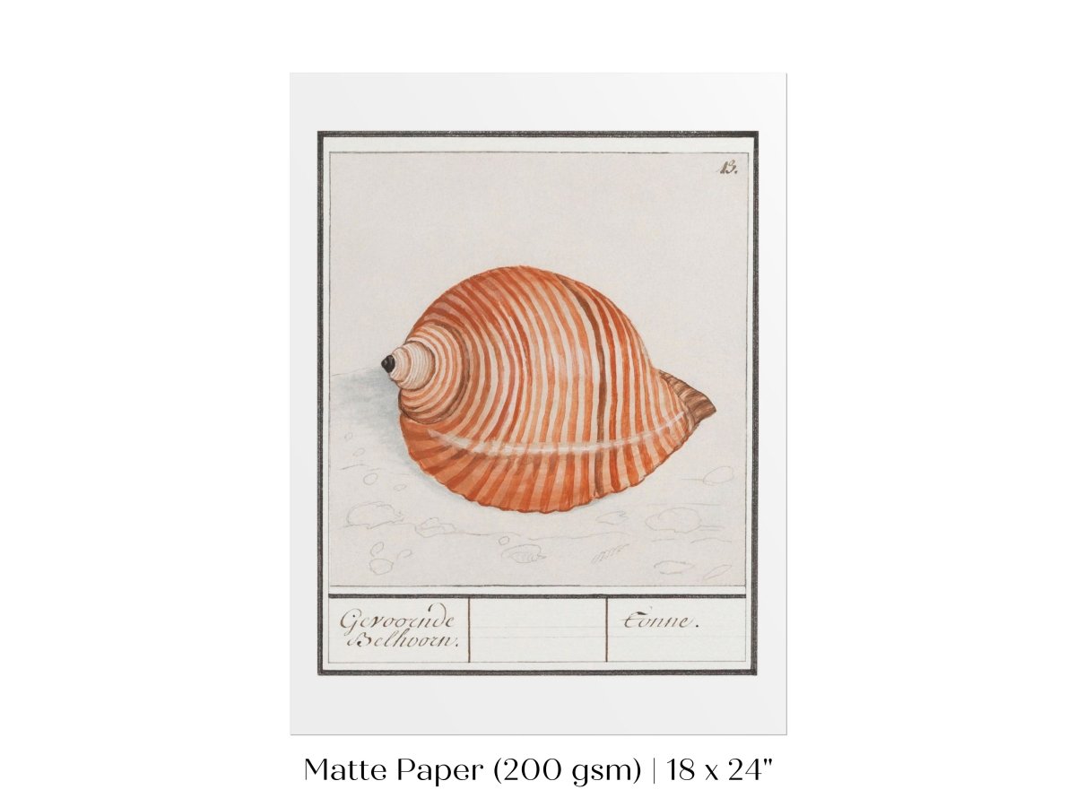 Sea Snail | P262 - Single Art Prints - Piccolo Fiore Prints