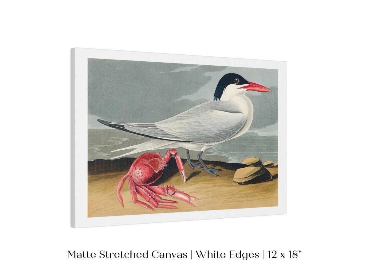Seagull and Crab | P55 - Single Art Prints - Piccolo Fiore Prints