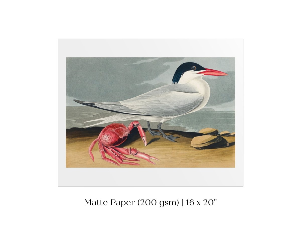 Seagull and Crab | P55 - Single Art Prints - Piccolo Fiore Prints