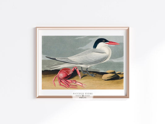 Seagull and Crab | P55 - Single Art Prints - Piccolo Fiore Prints