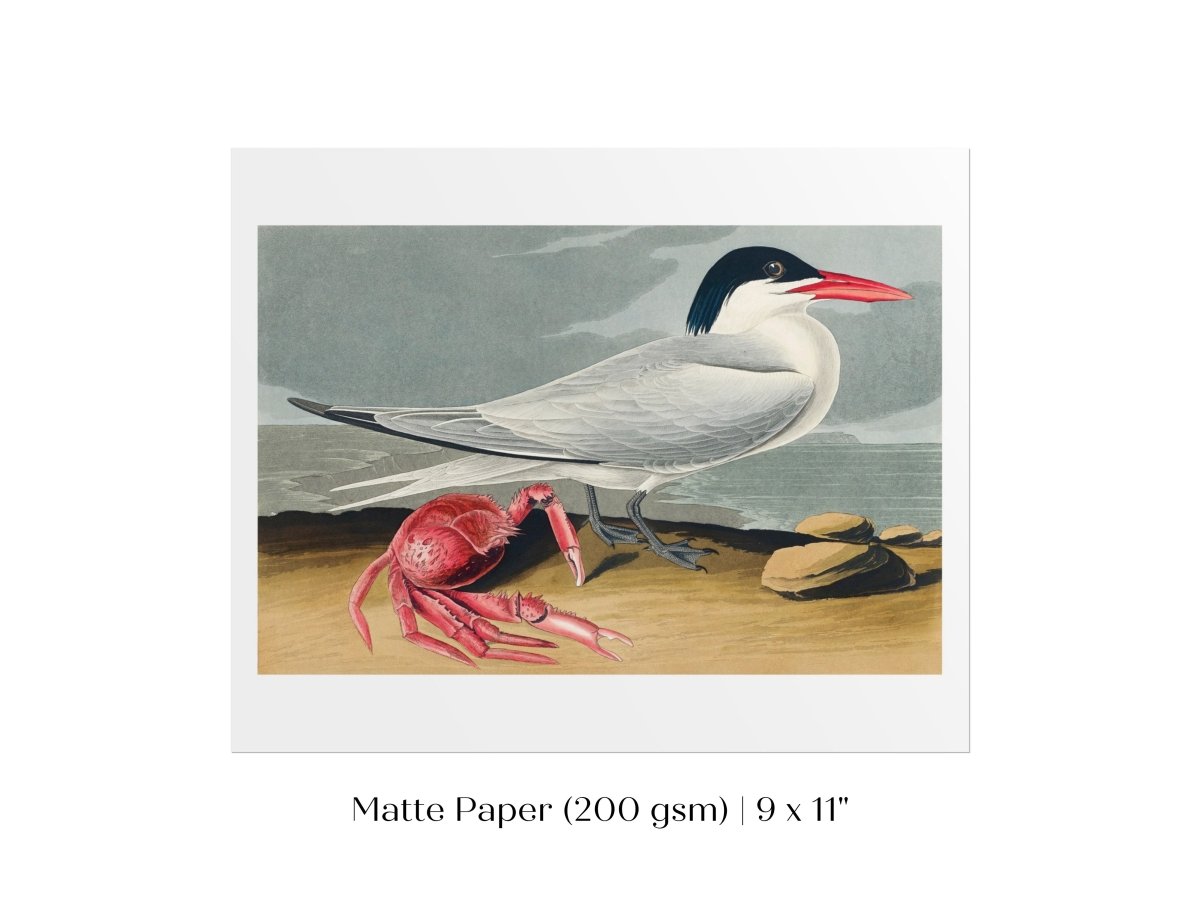 Seagull and Crab | P55 - Single Art Prints - Piccolo Fiore Prints