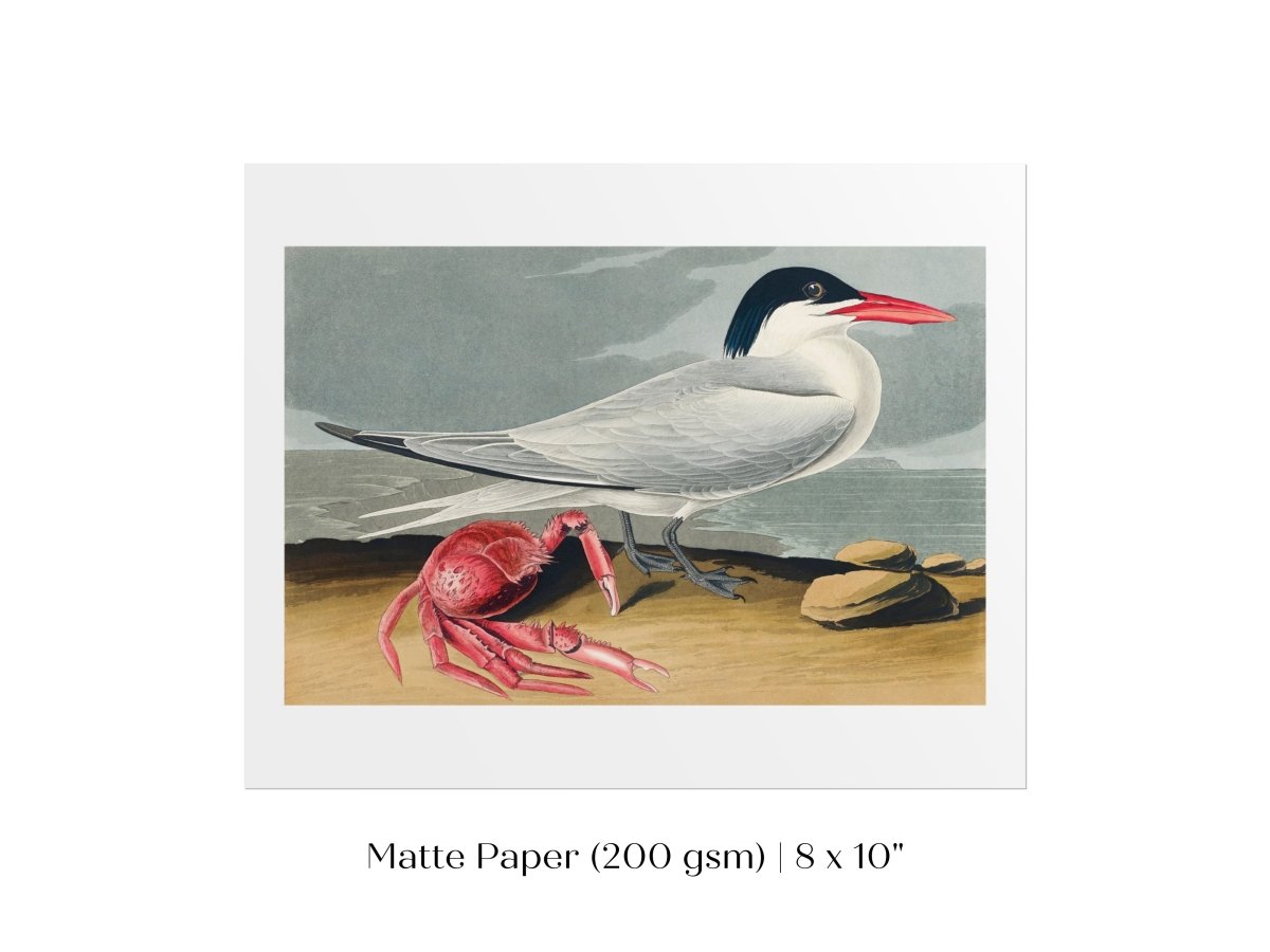 Seagull and Crab | P55 - Single Art Prints - Piccolo Fiore Prints
