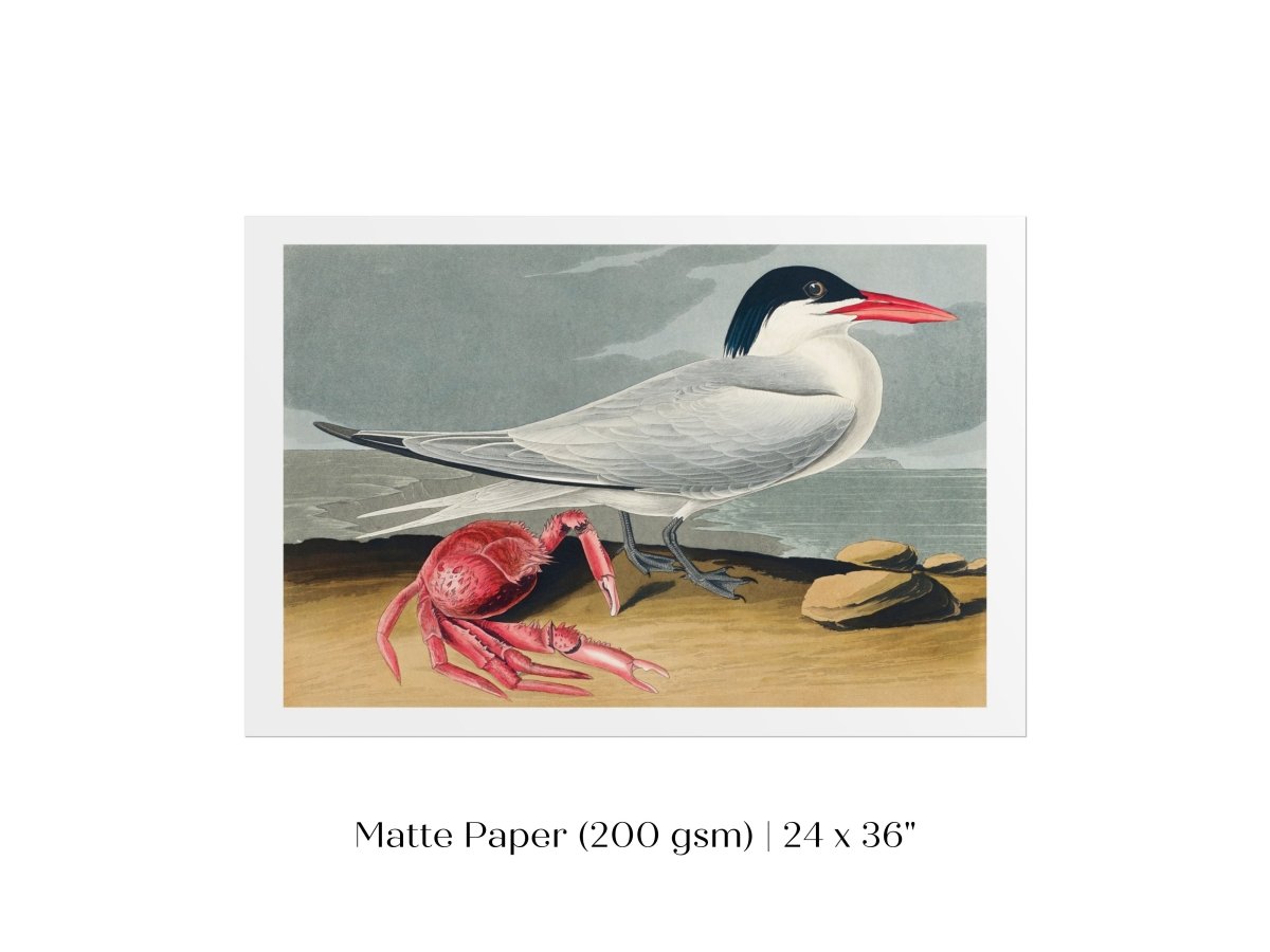 Seagull and Crab | P55 - Single Art Prints - Piccolo Fiore Prints