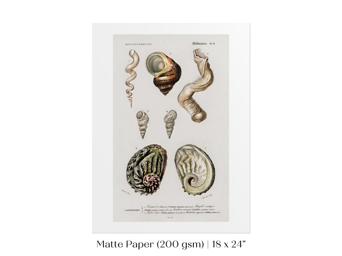 Shell/Mollusk Illustration | P229 - Single Art Prints - Piccolo Fiore Prints