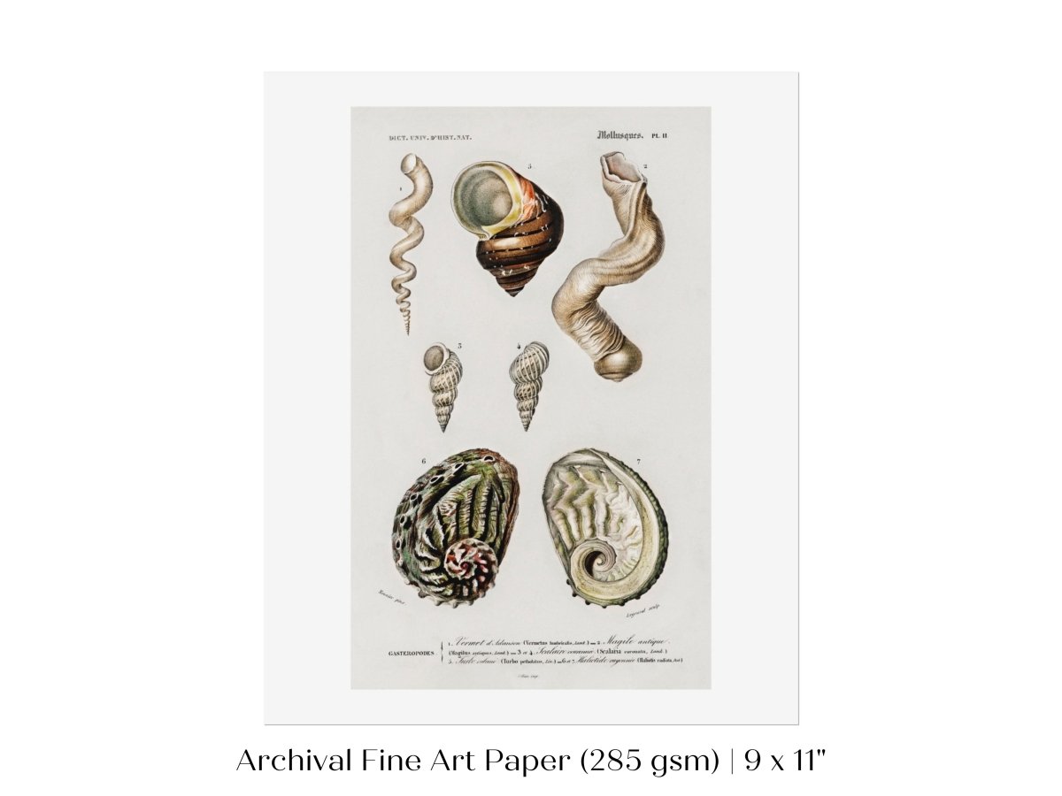 Shell/Mollusk Illustration | P229 - Single Art Prints - Piccolo Fiore Prints