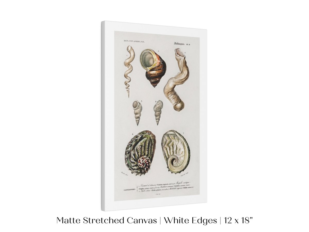 Shell/Mollusk Illustration | P229 - Single Art Prints - Piccolo Fiore Prints