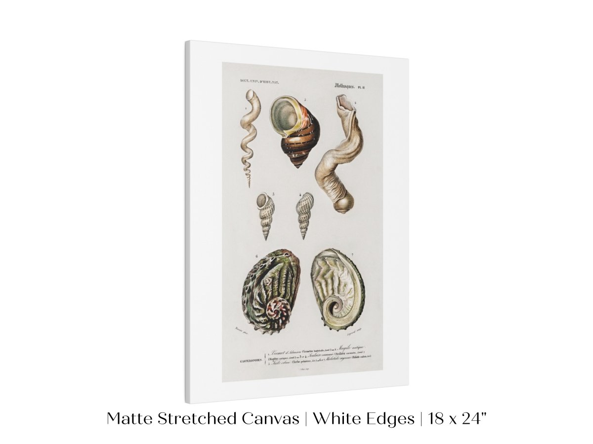 Shell/Mollusk Illustration | P229 - Single Art Prints - Piccolo Fiore Prints