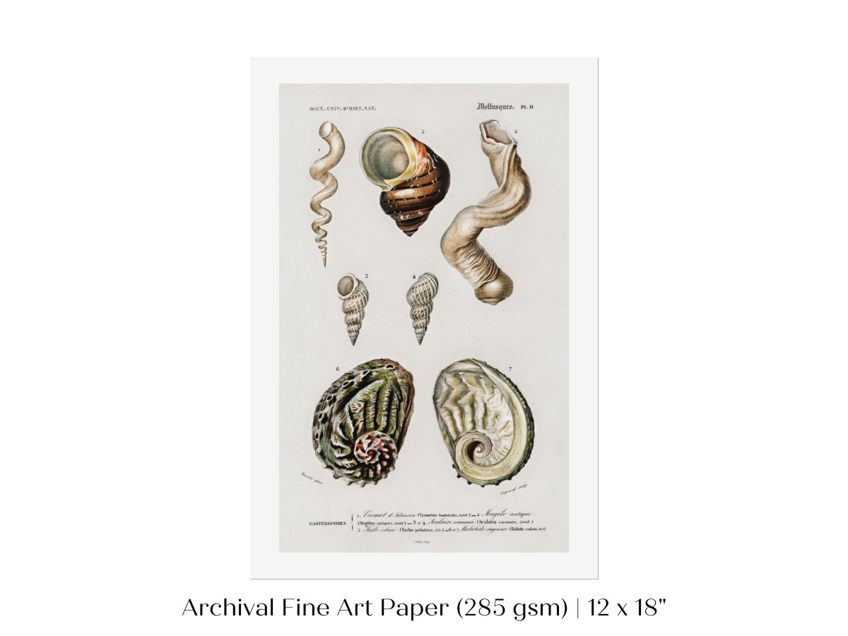 Shell/Mollusk Illustration | P229 - Single Art Prints - Piccolo Fiore Prints