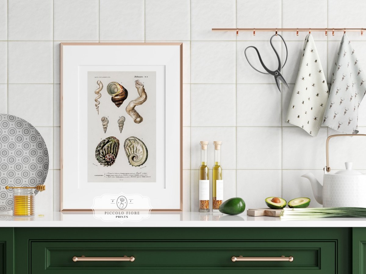 Shell/Mollusk Illustration | P229 - Single Art Prints - Piccolo Fiore Prints