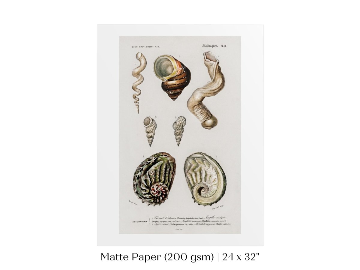 Shell/Mollusk Illustration | P229 - Single Art Prints - Piccolo Fiore Prints