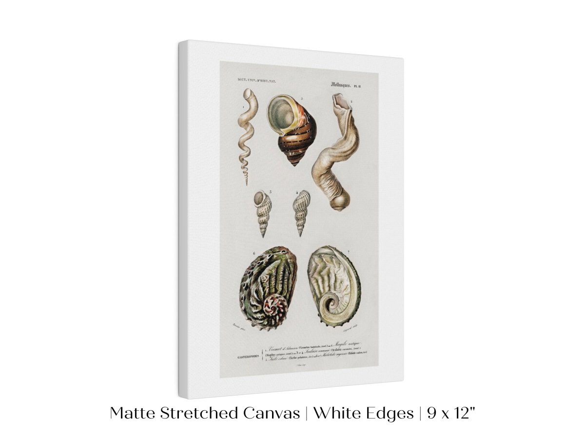 Shell/Mollusk Illustration | P229 - Single Art Prints - Piccolo Fiore Prints