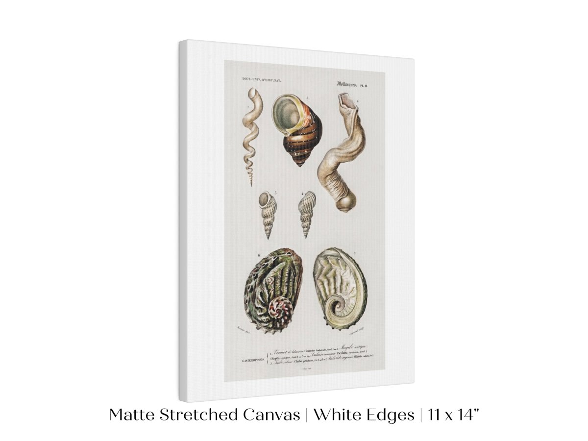 Shell/Mollusk Illustration | P229 - Single Art Prints - Piccolo Fiore Prints
