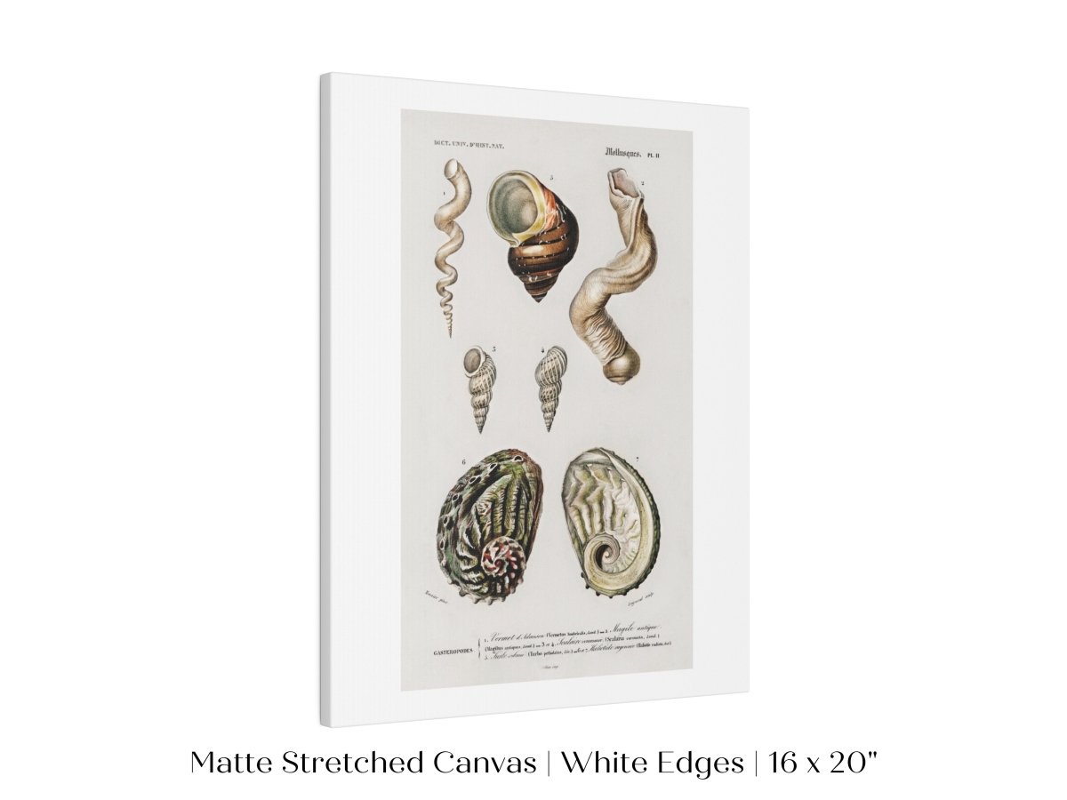 Shell/Mollusk Illustration | P229 - Single Art Prints - Piccolo Fiore Prints