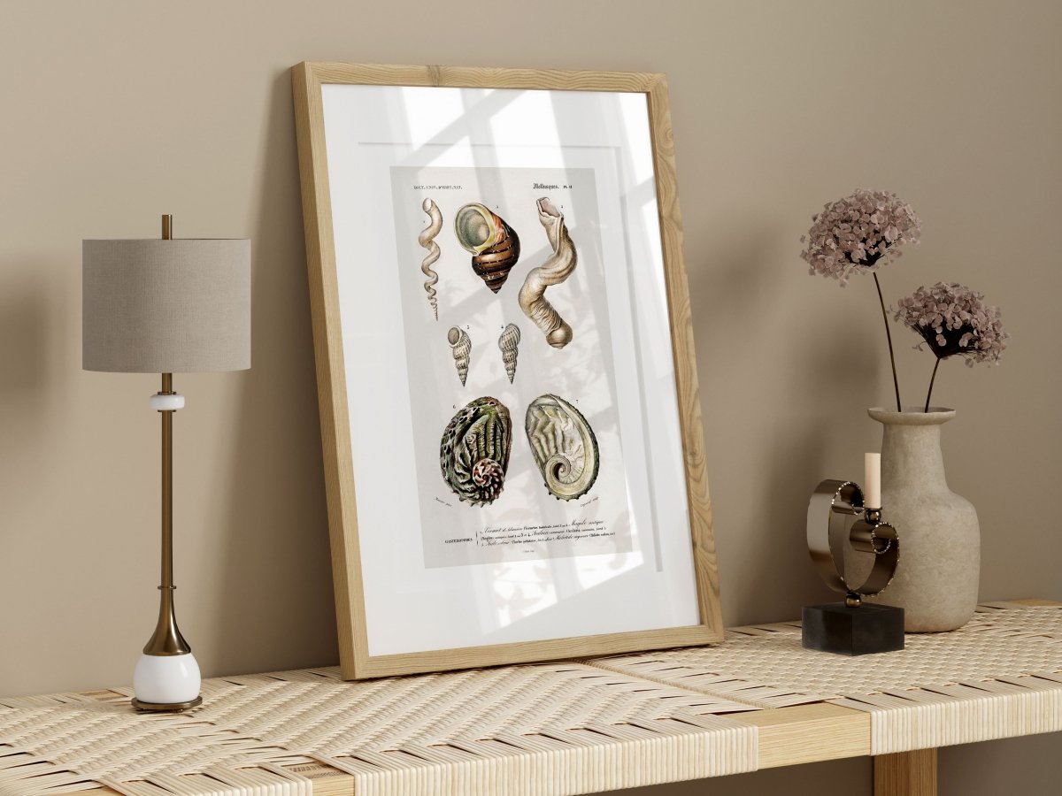 Shell/Mollusk Illustration | P229 - Single Art Prints - Piccolo Fiore Prints