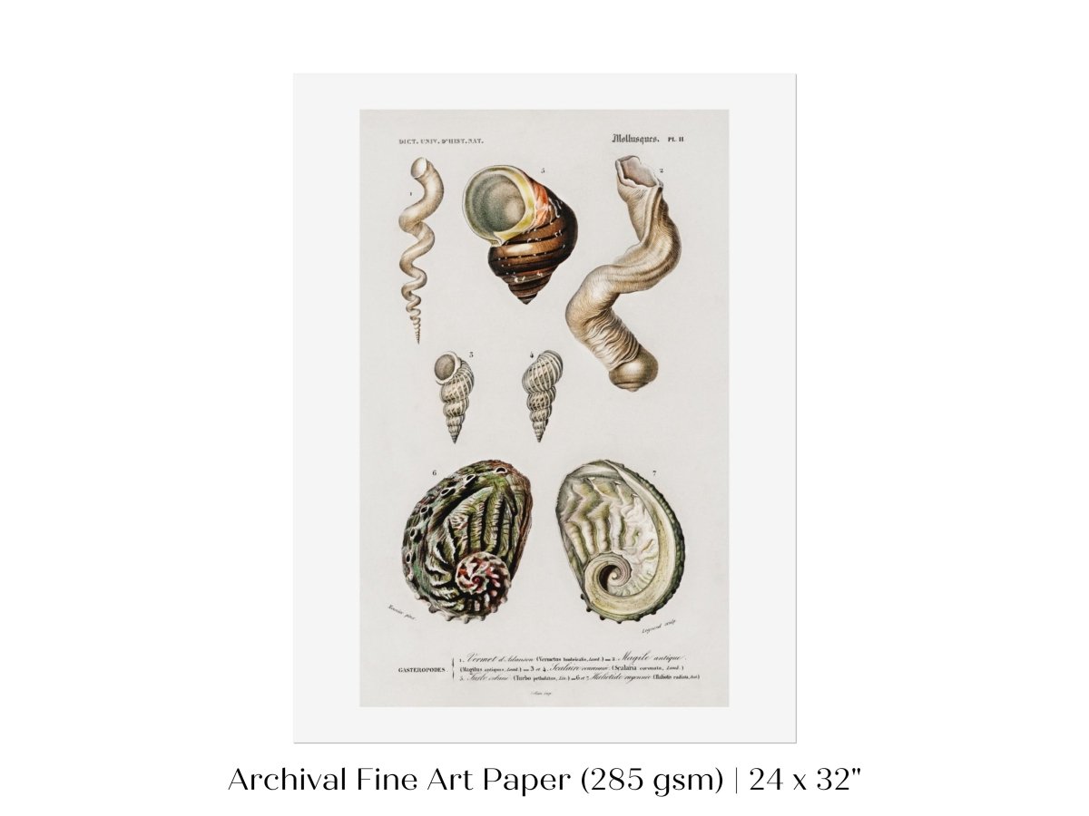 Shell/Mollusk Illustration | P229 - Single Art Prints - Piccolo Fiore Prints
